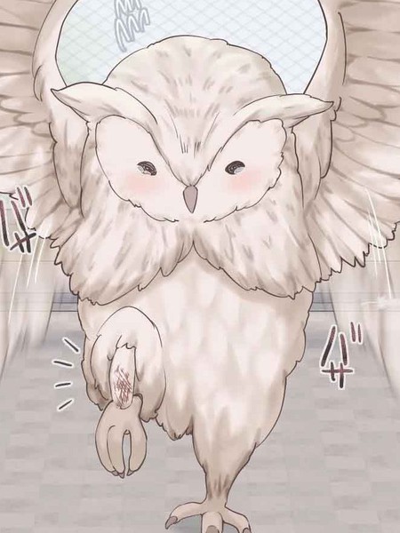 捡到的猫头鹰变成了女孩子